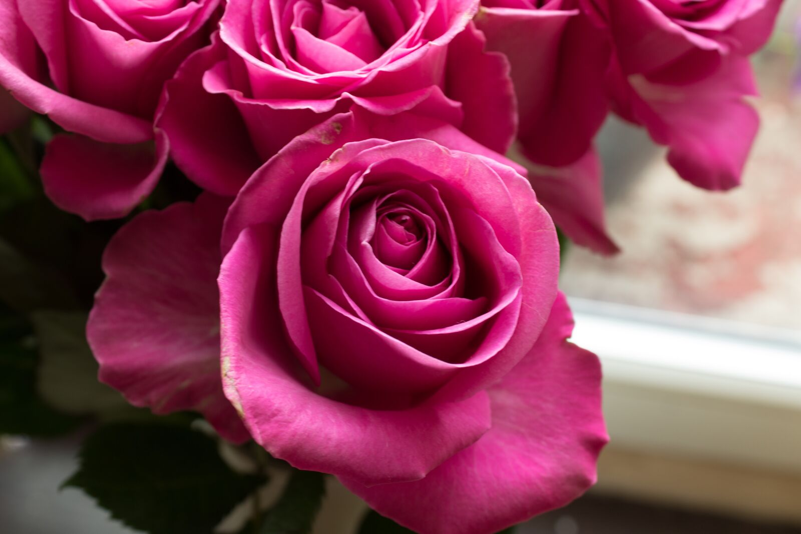 Canon EOS 1300D (EOS Rebel T6 / EOS Kiss X80) sample photo. Pink roses, roses, pink photography