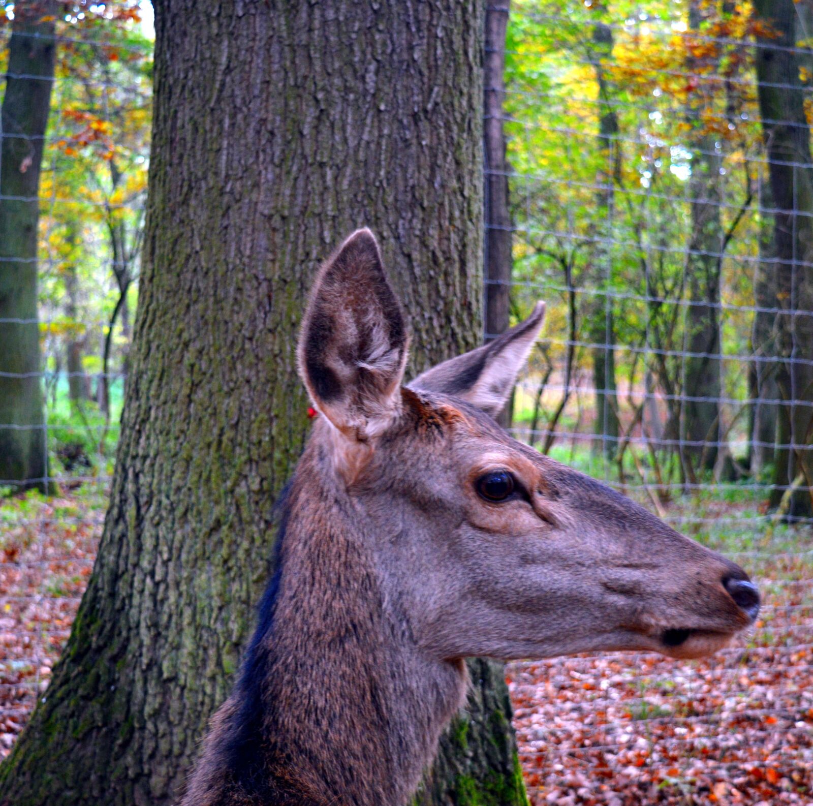 Nikon D3200 sample photo. Roe deer, wild, scheu photography