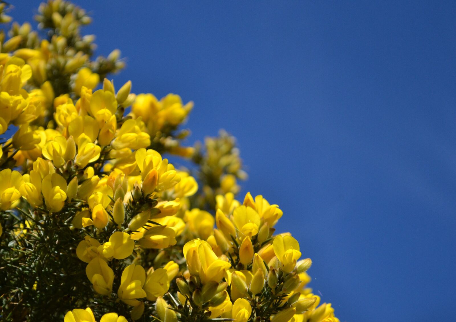 Nikon D3100 sample photo. Gorse, scotland, blue photography