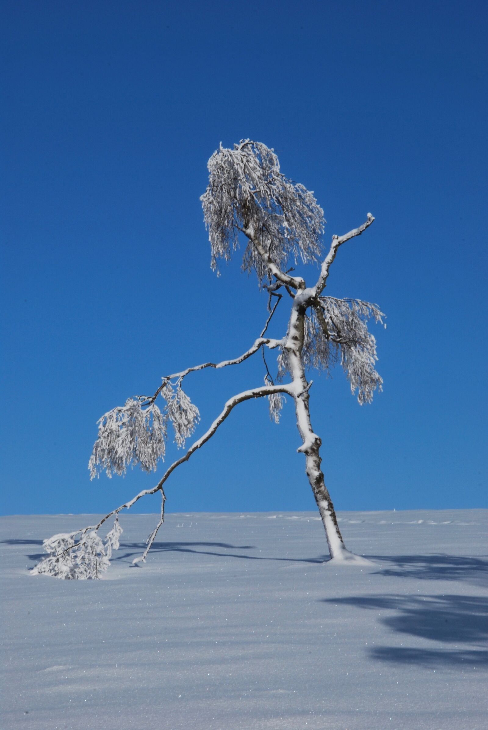 Nikon D60 sample photo. Winter, snow, landscape photography
