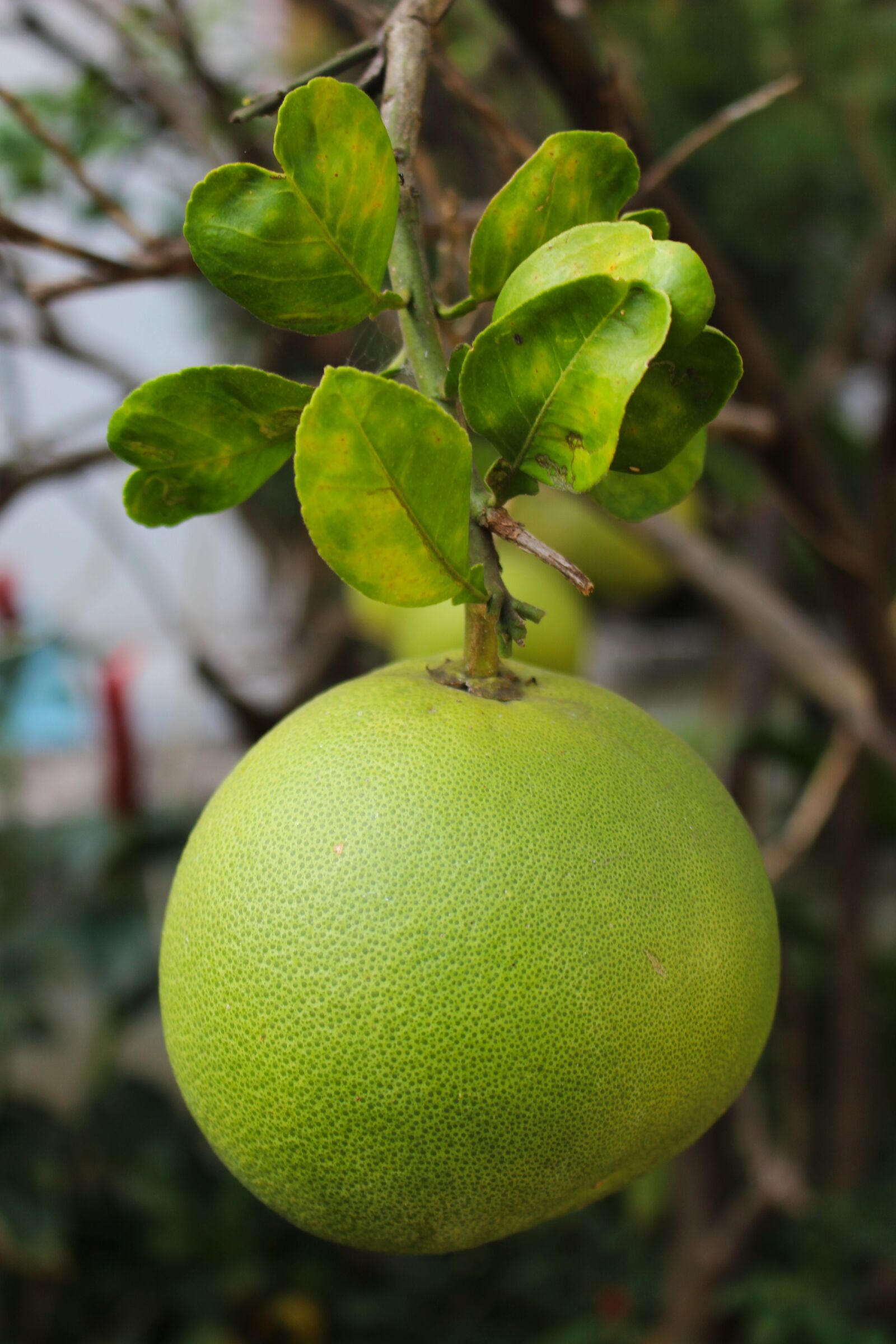 Canon EOS 700D (EOS Rebel T5i / EOS Kiss X7i) sample photo. Thai pomelo, fruit, pomelo photography