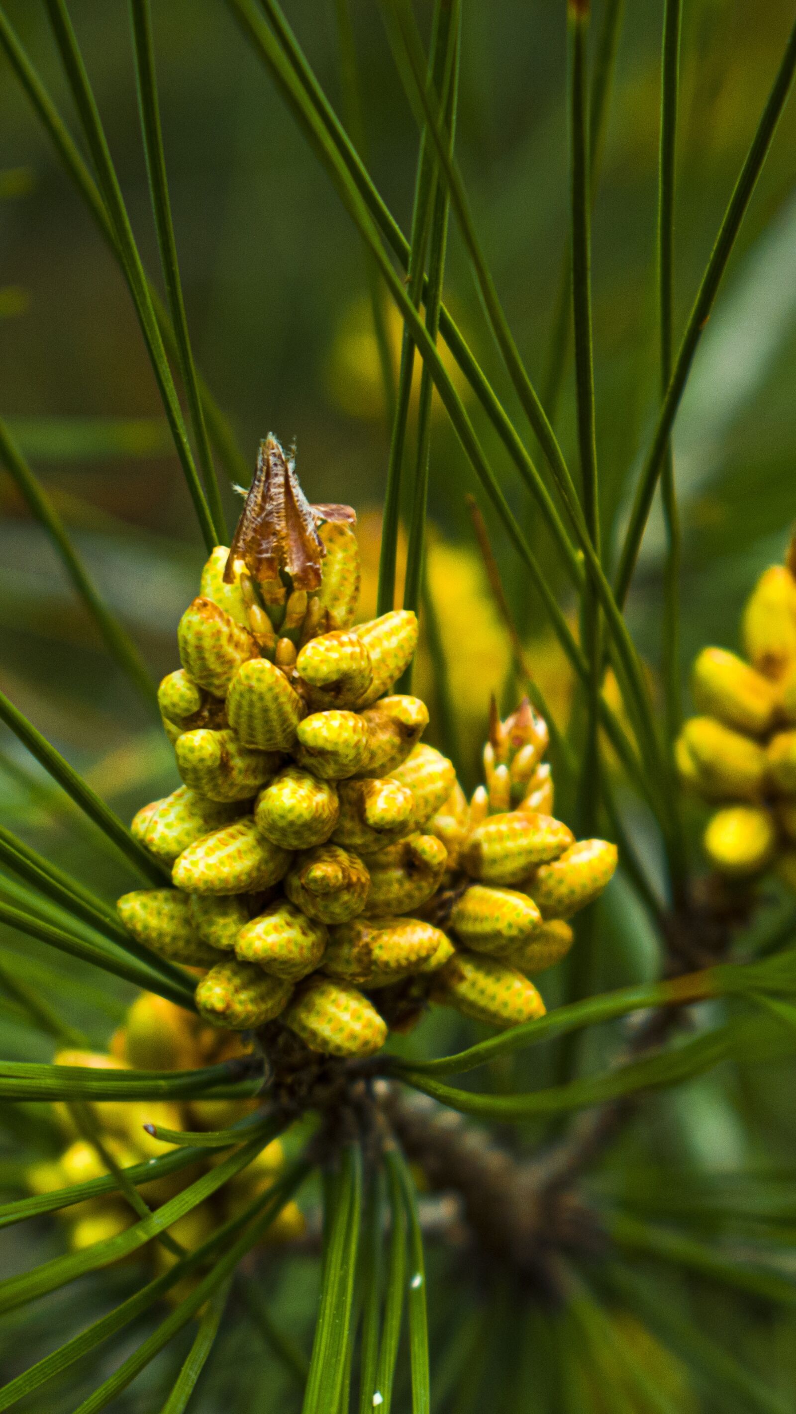 Nikon D3300 sample photo. Pine fruit, cones, pine photography