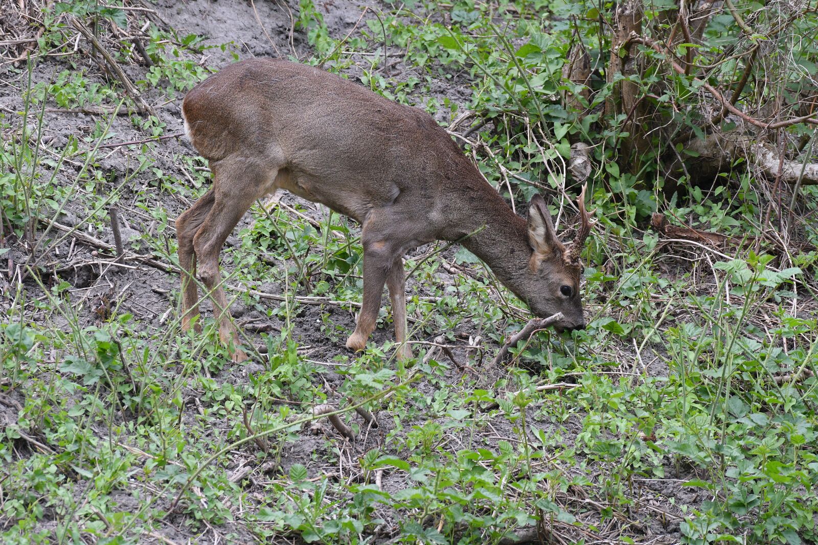 Nikon D500 sample photo. Roe deer, nature, animal photography