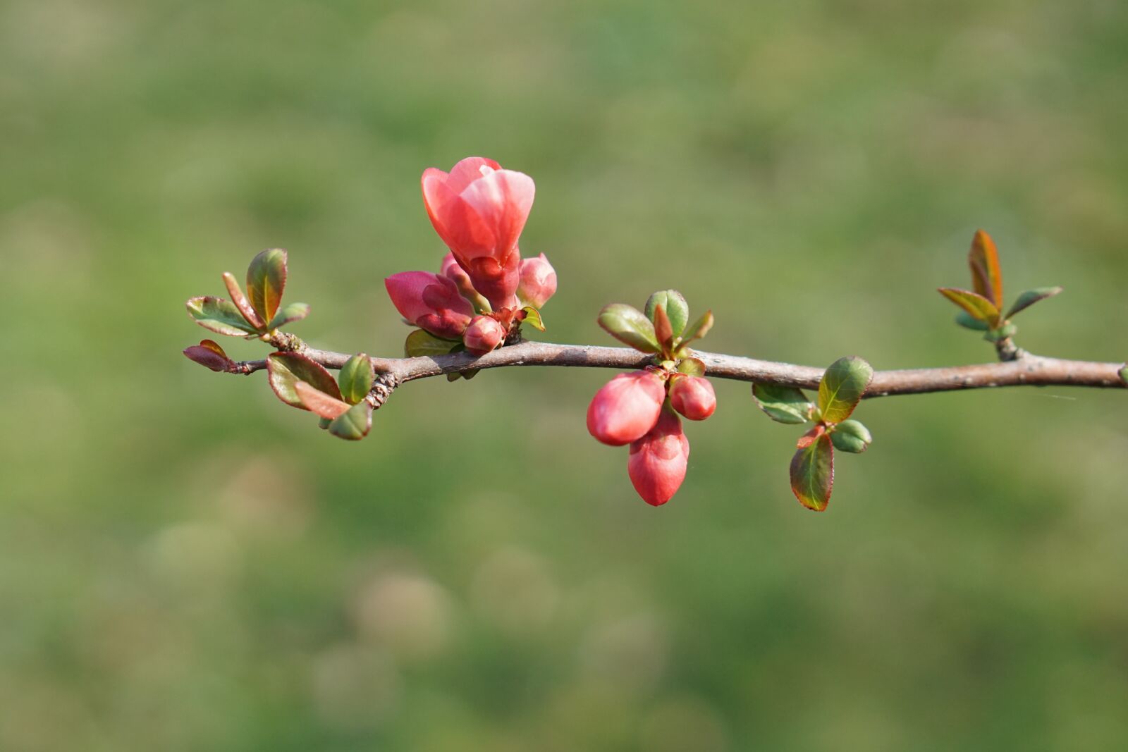 Sony a5100 sample photo. Spring, bud, nature photography