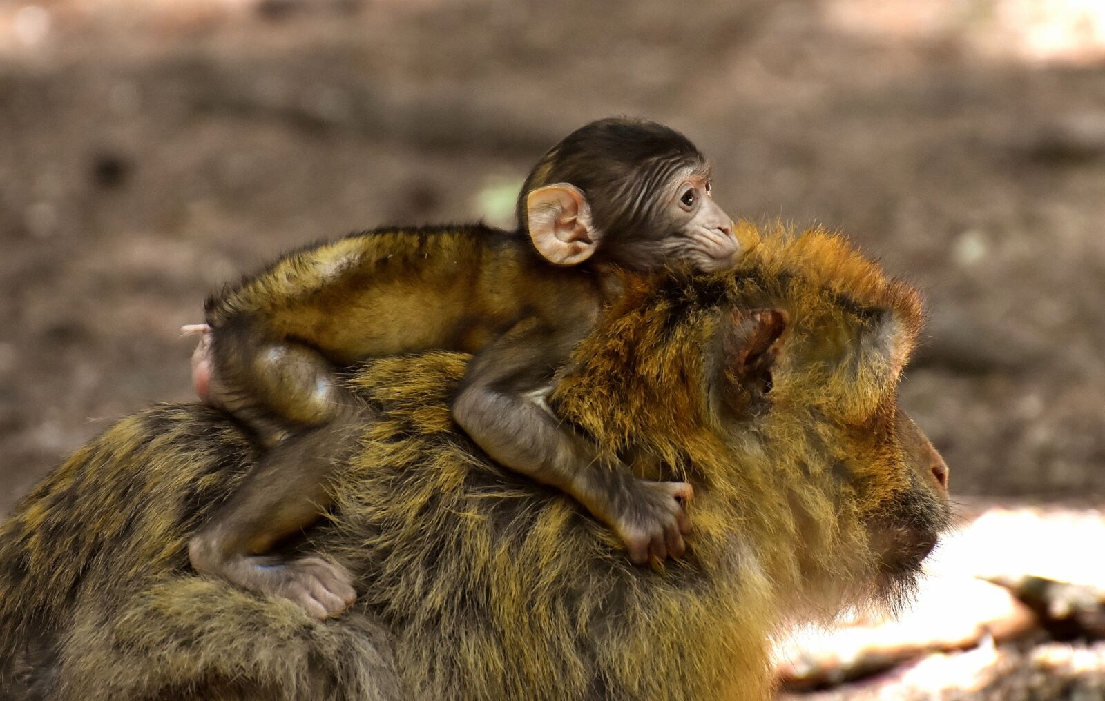 Nikon D7200 sample photo. Ape, baby monkey, mama photography