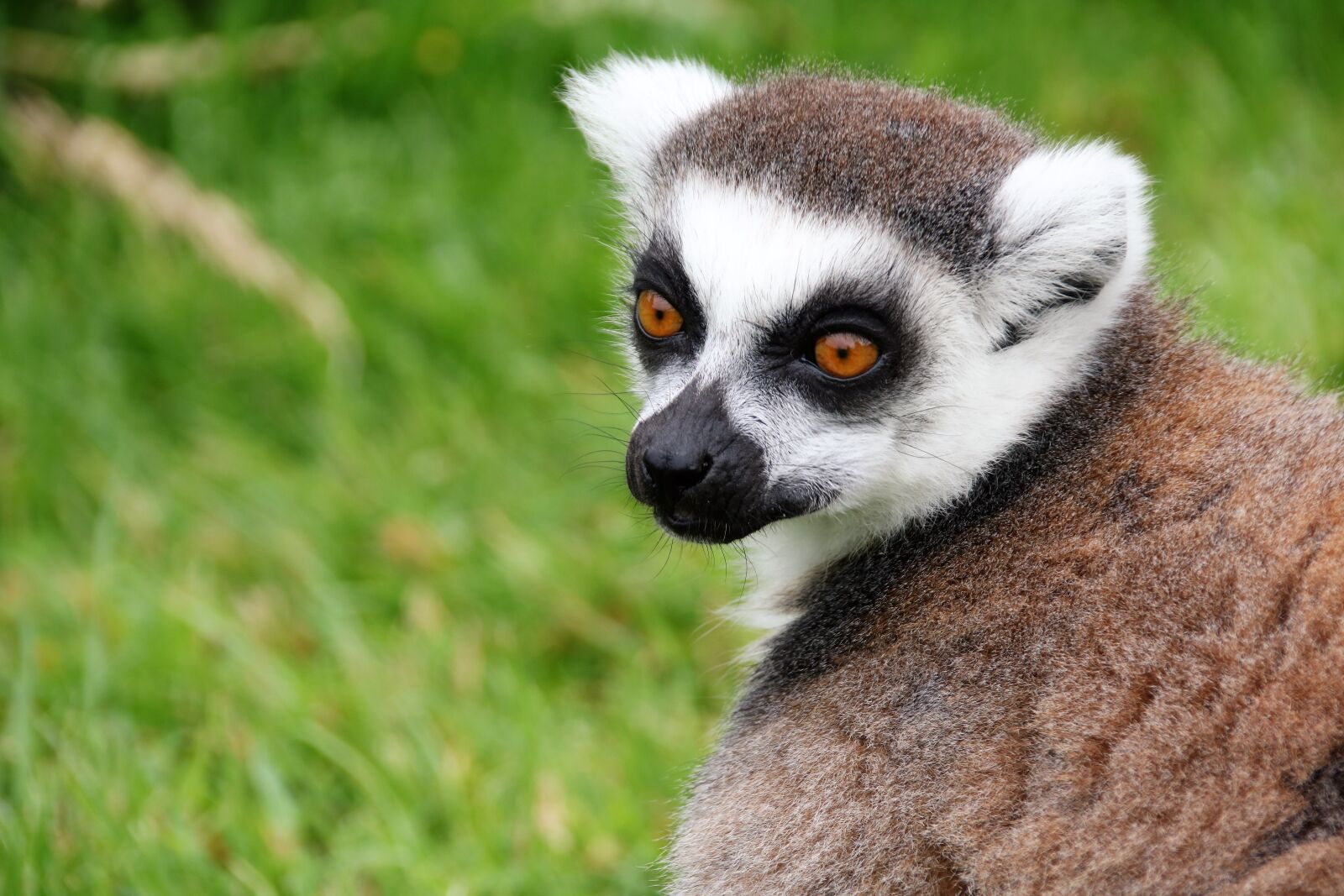 Canon EOS 760D (EOS Rebel T6s / EOS 8000D) sample photo. Lemur, monkey, madagascar photography