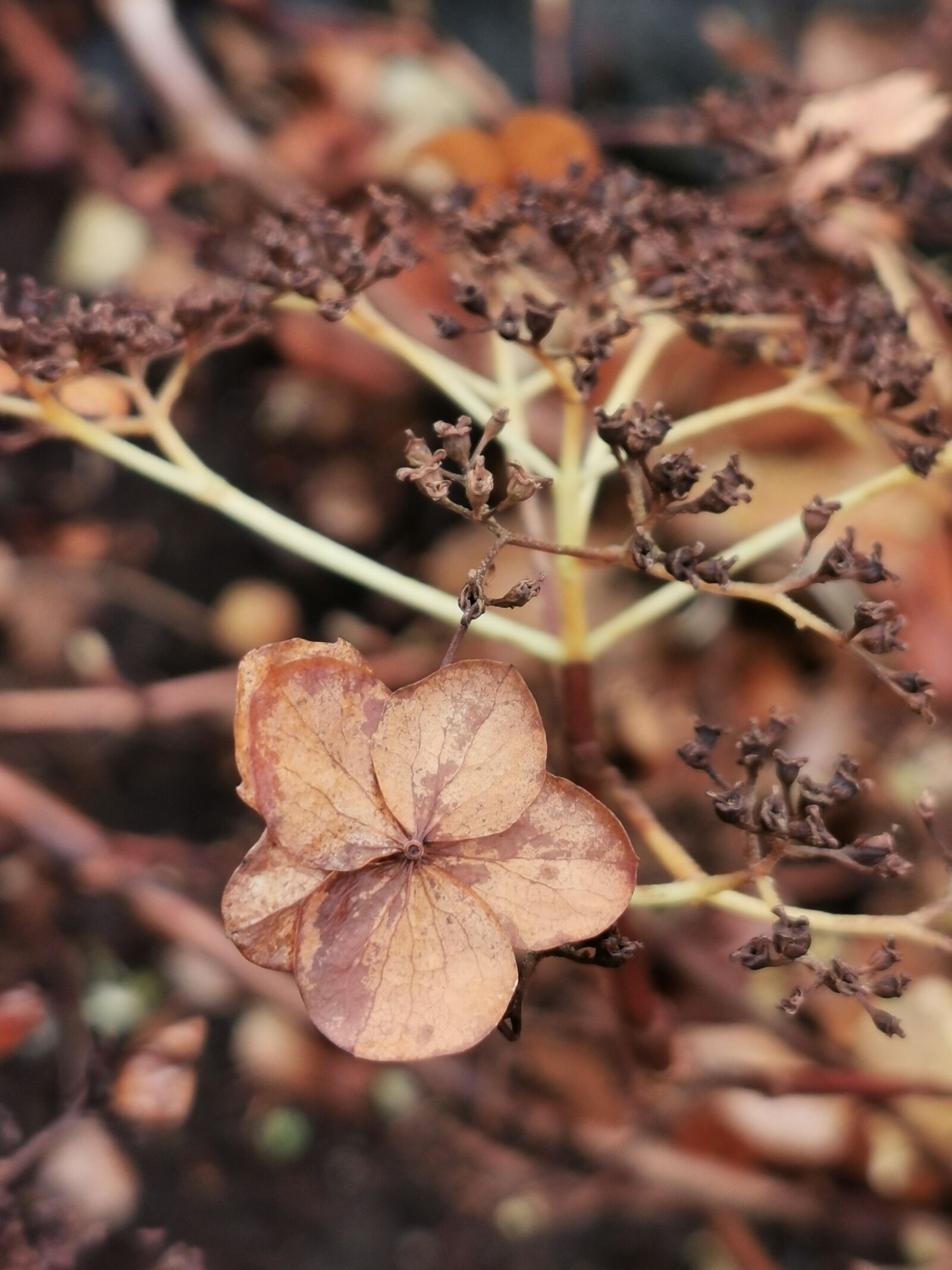 HUAWEI P30 Pro sample photo. Autumn, fall colors, leaves photography