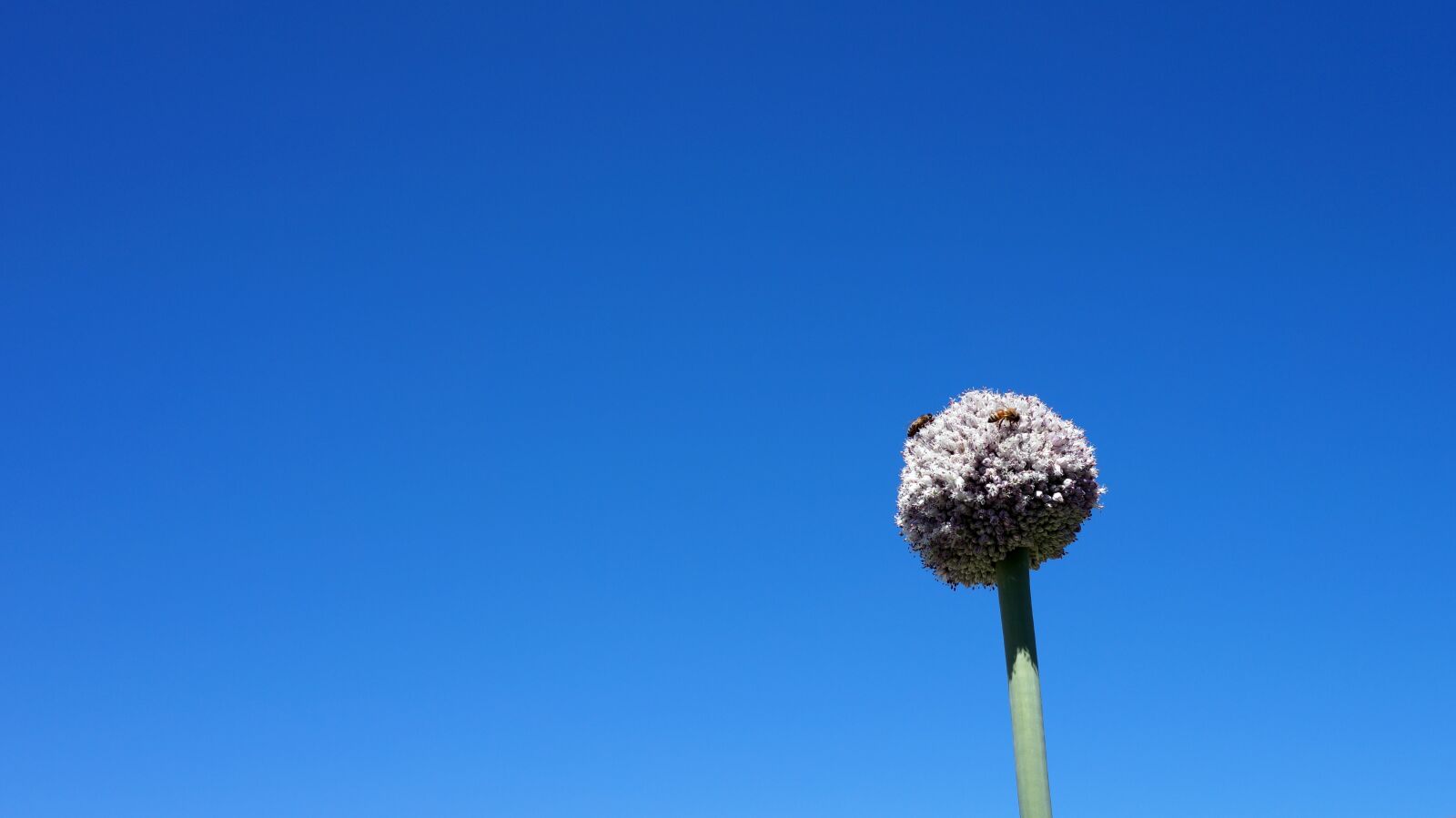 E 18-50mm F4-5.6 sample photo. Flower, bees, nature photography