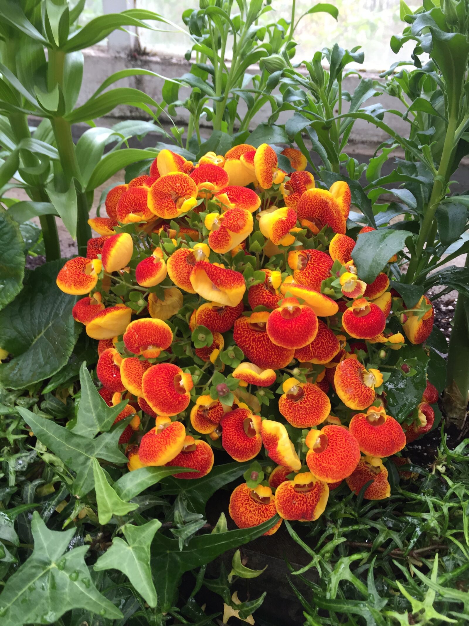 Apple iPhone 6 sample photo. Botanical, garden, toronto photography