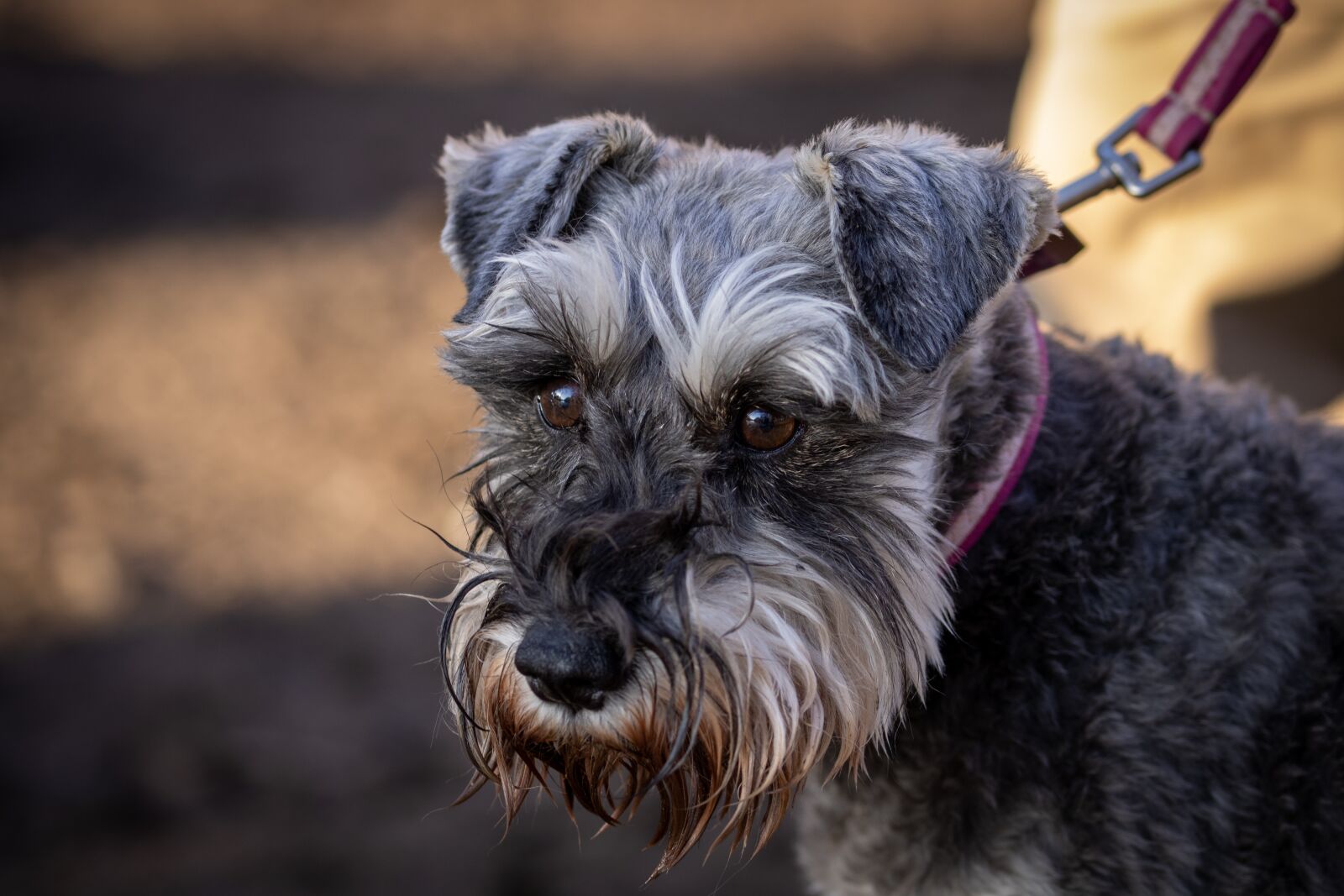 Canon EOS 2000D (EOS Rebel T7 / EOS Kiss X90 / EOS 1500D) sample photo. Dog, fox terrier, pedigree photography