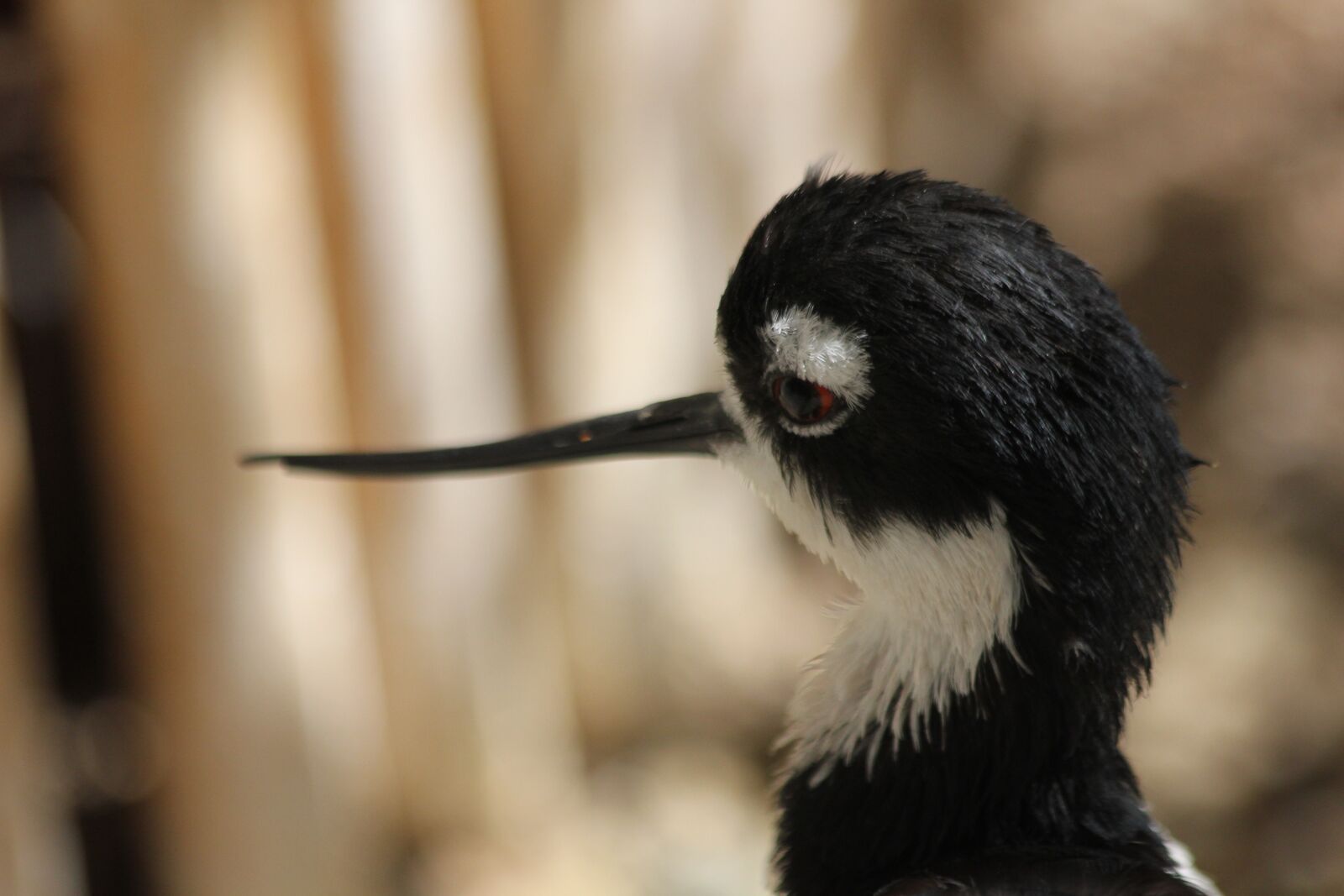Canon EOS 550D (EOS Rebel T2i / EOS Kiss X4) sample photo. Bird, shorebird, black-necked stilt photography
