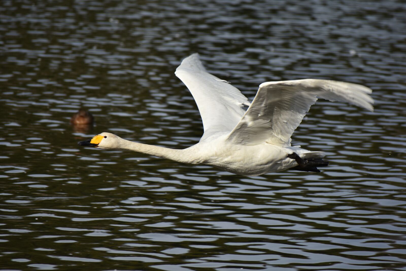 Nikon D7200 sample photo. Animal, lake, waterside photography