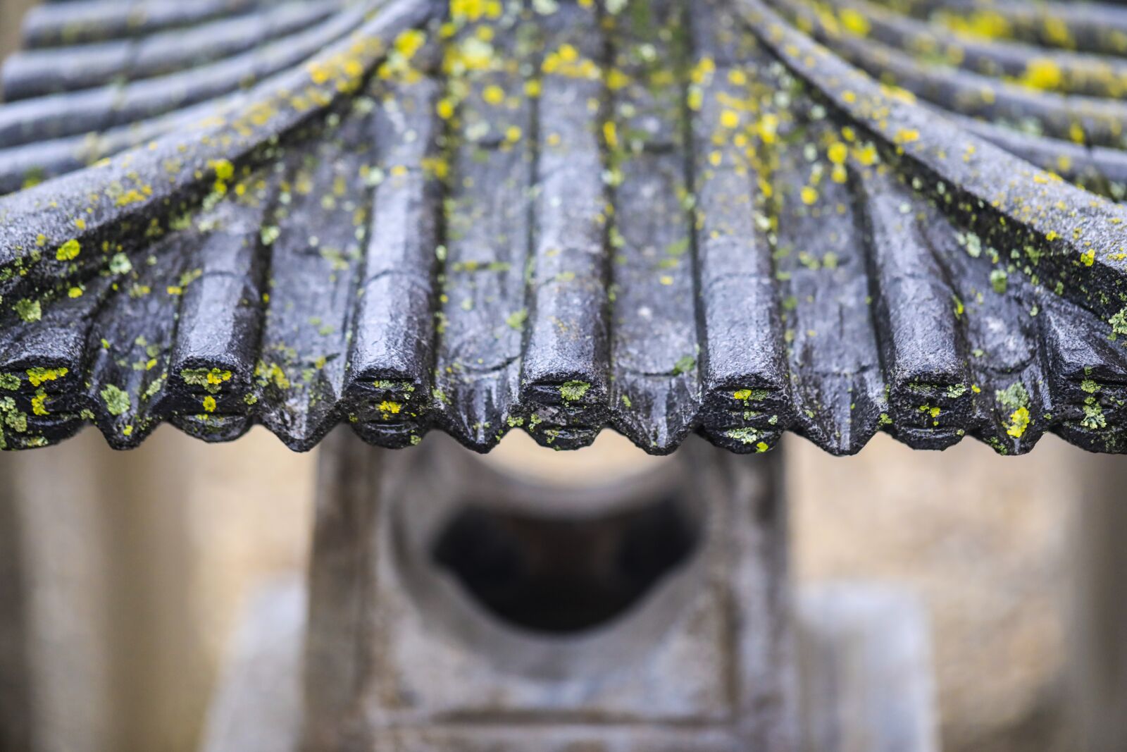 Canon EF 100mm F2.8L Macro IS USM sample photo. K l mp s photography