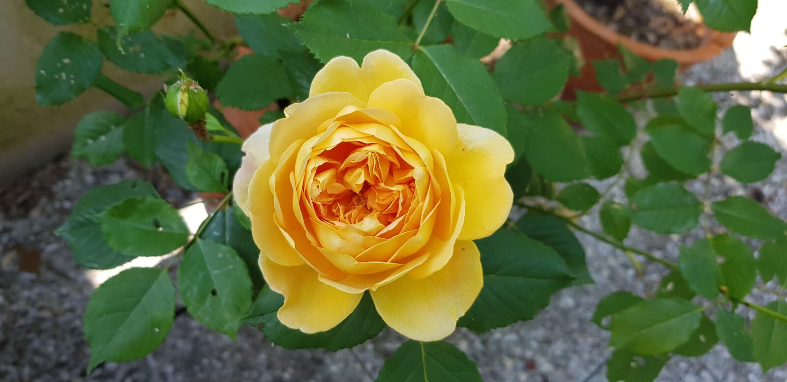 Samsung Galaxy S8+ sample photo. Nature, rosa, yellow photography
