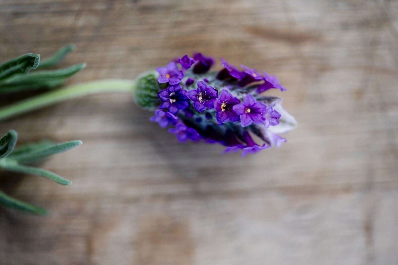 Nikon D750 sample photo. Lavender, lavender on table photography