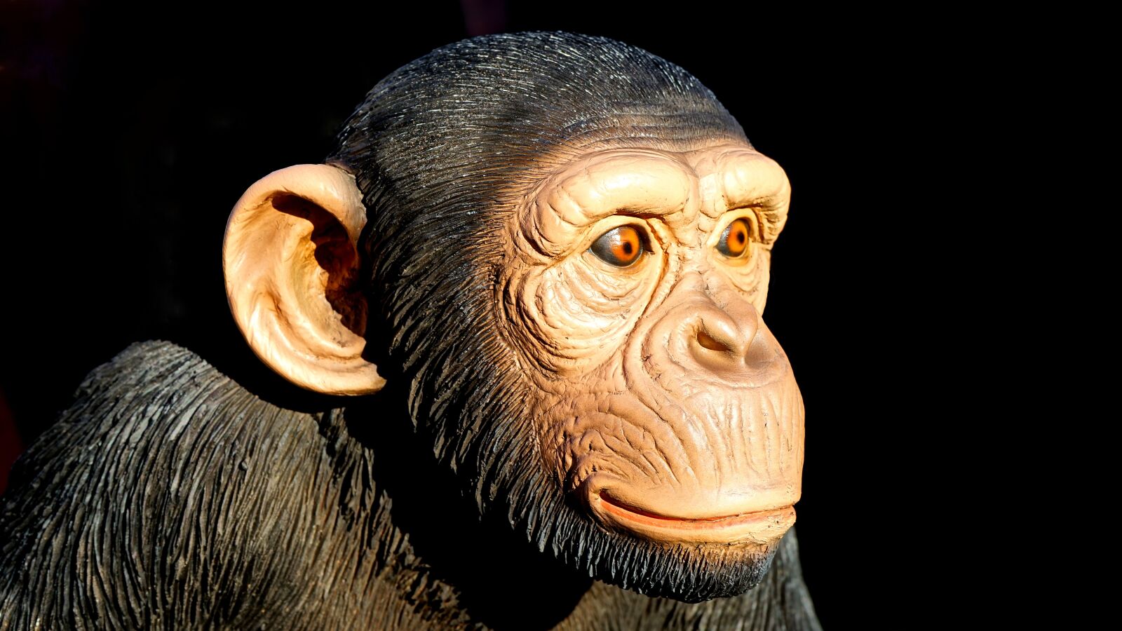 Sony a7 + Sony FE 28-70mm F3.5-5.6 OSS sample photo. Chimpanzee, monkey, animal photography