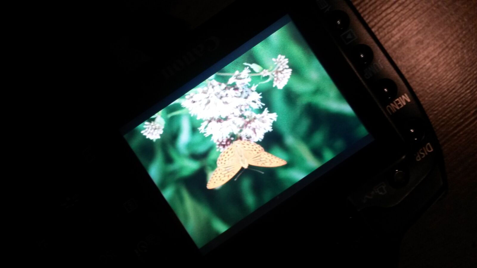 Samsung Galaxy S4 Mini sample photo. Butterfly, night photography