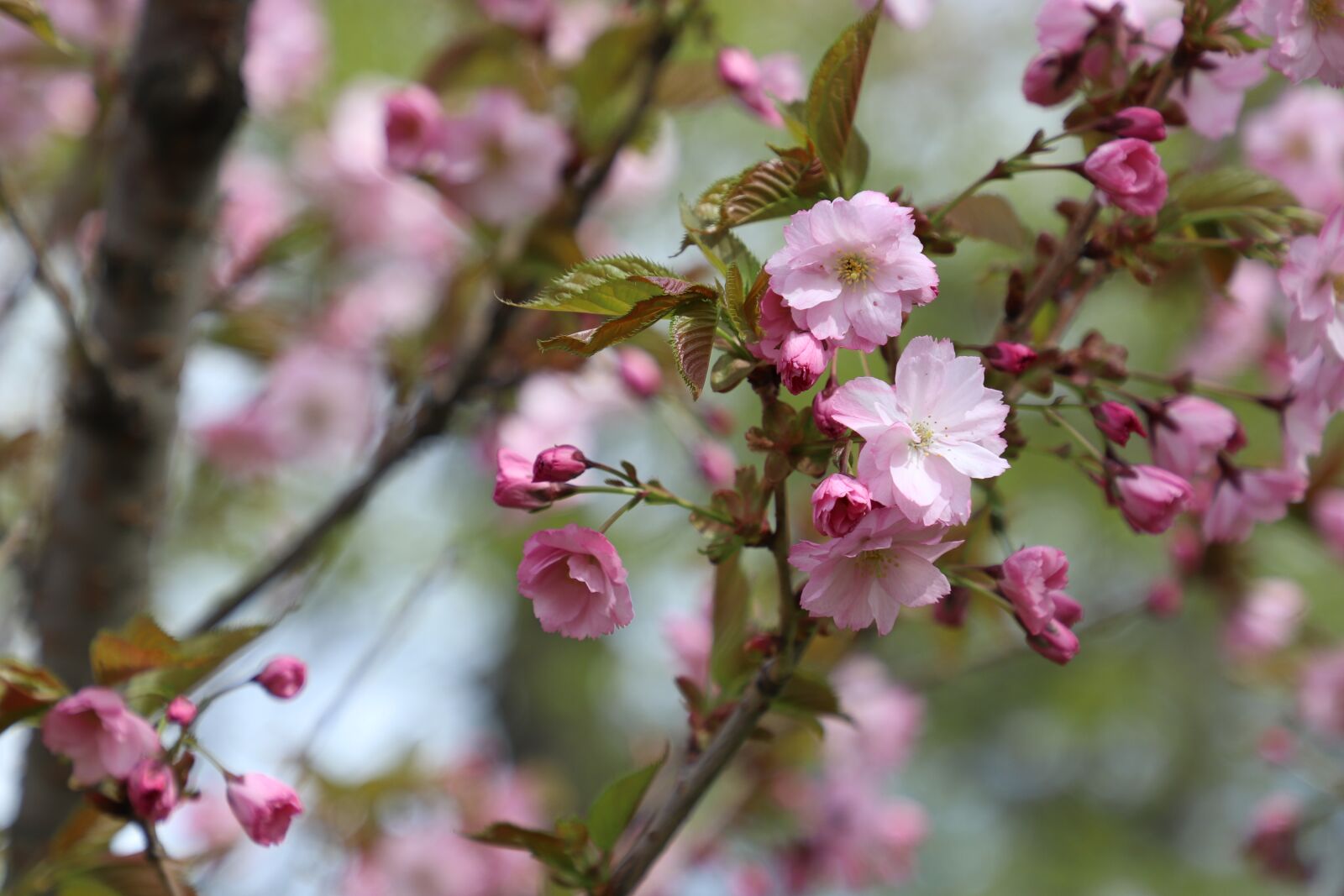 Canon EOS 77D (EOS 9000D / EOS 770D) sample photo. Spring, sakura, cherry photography