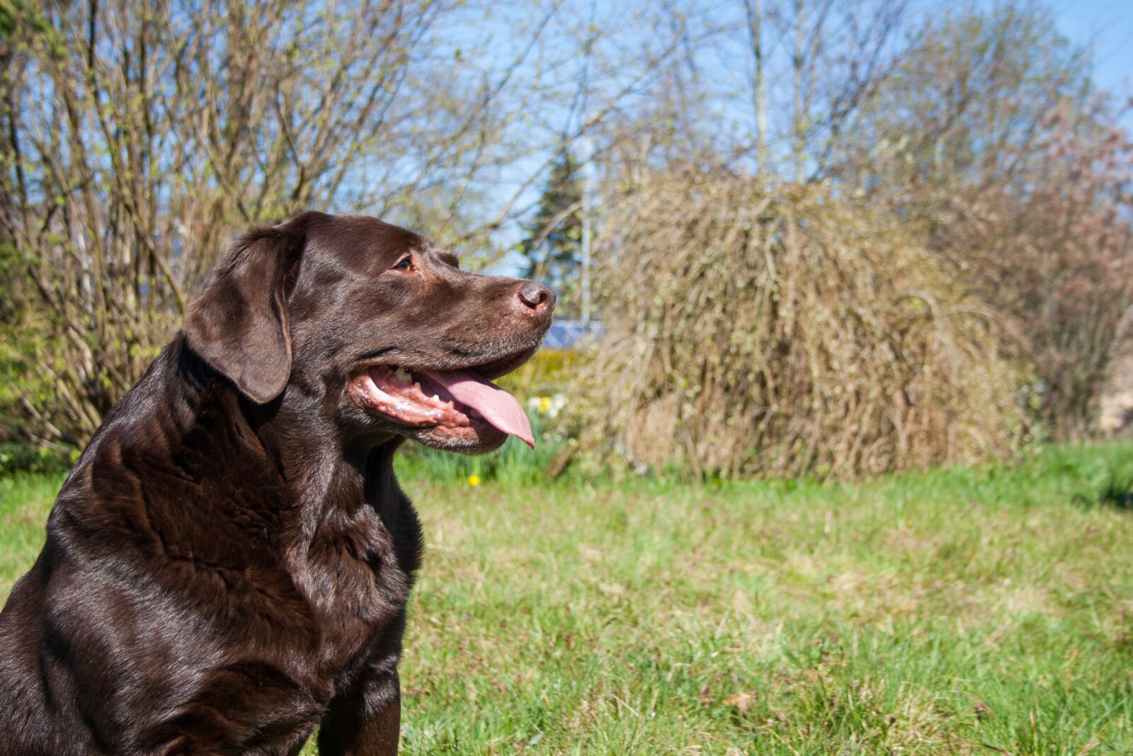 Canon EF-S 18-55mm F3.5-5.6 II sample photo. Dog, labrador, pet photography