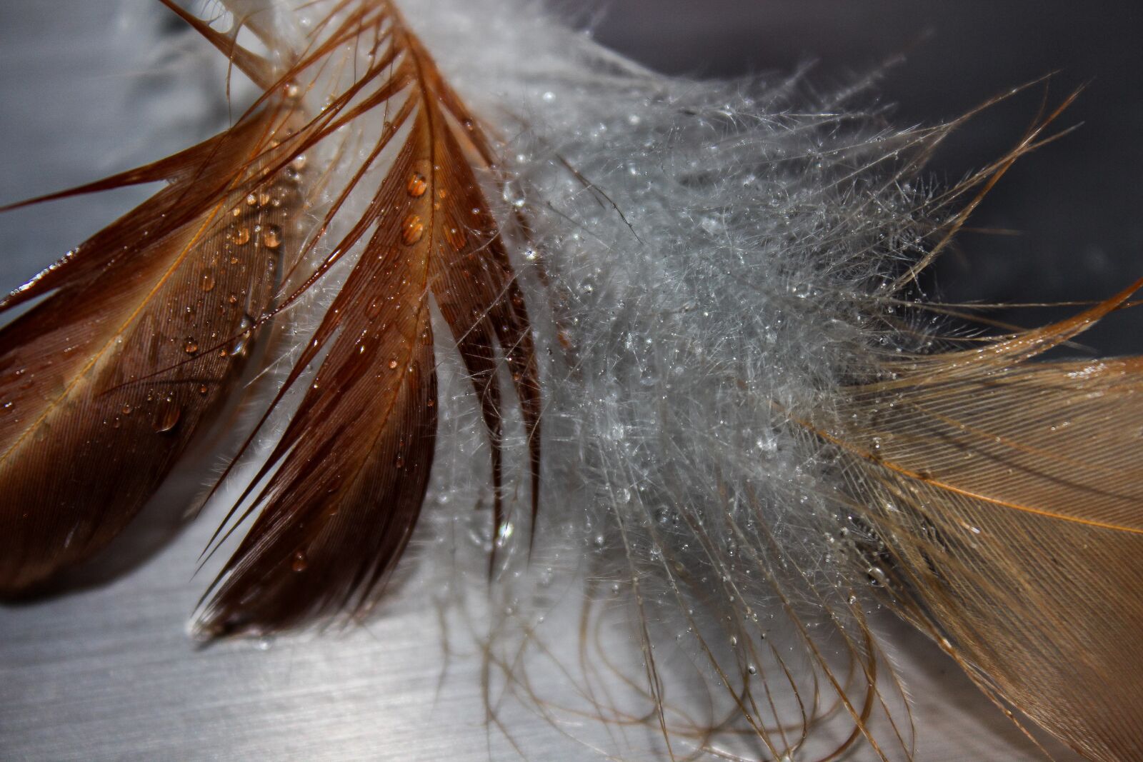 Canon EOS 600D (Rebel EOS T3i / EOS Kiss X5) sample photo. Feather, wet, drip photography