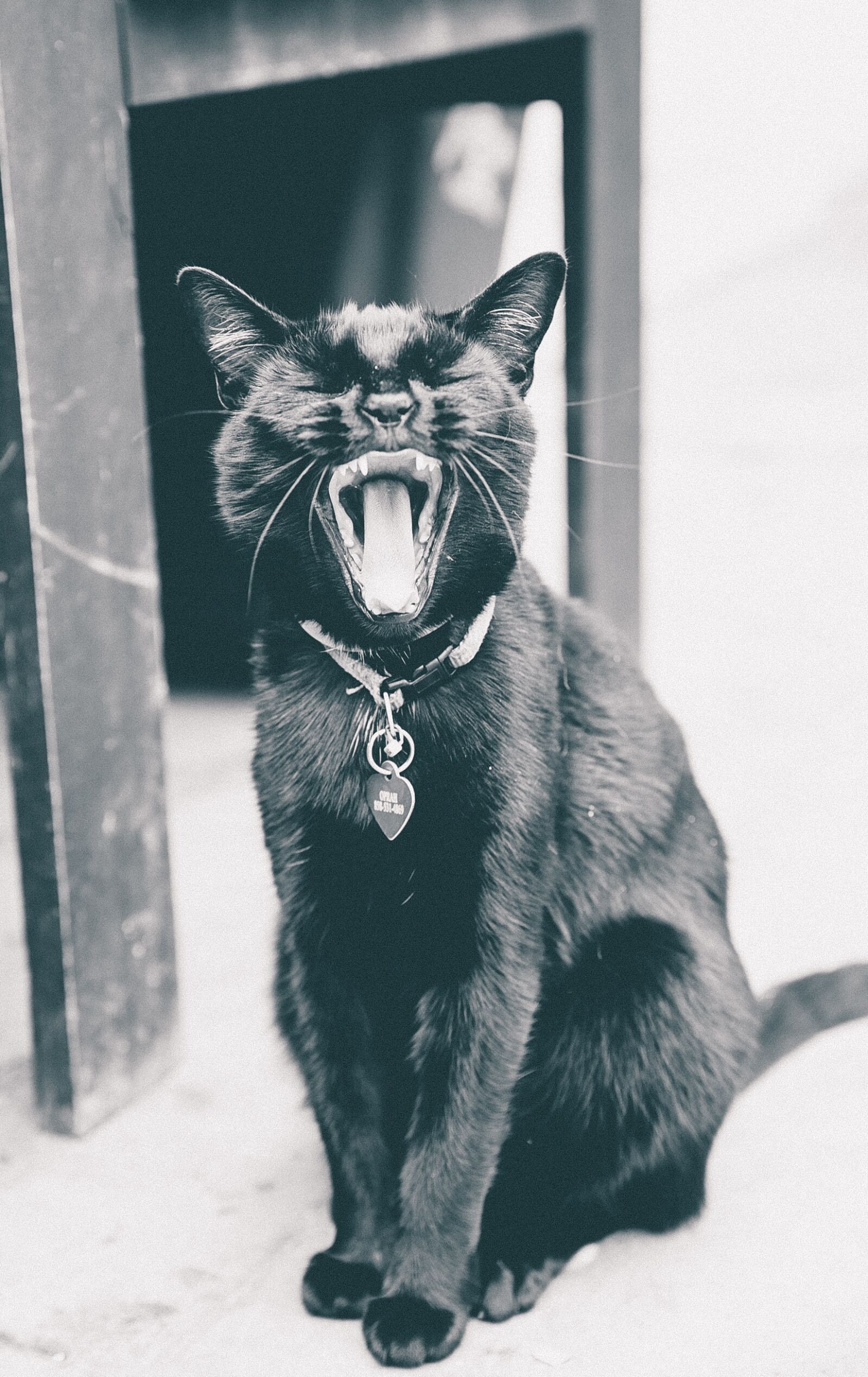 Canon EF 24-70mm F2.8L II USM sample photo. Animal, cat, cute photography