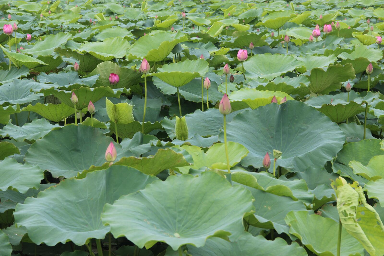 Canon EOS 600D (Rebel EOS T3i / EOS Kiss X5) sample photo. Lotus, leaf, lake photography