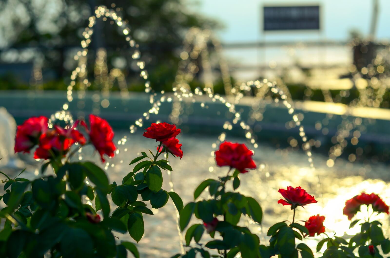 Nikon D7000 sample photo. Roses, bokeh, backlit photography