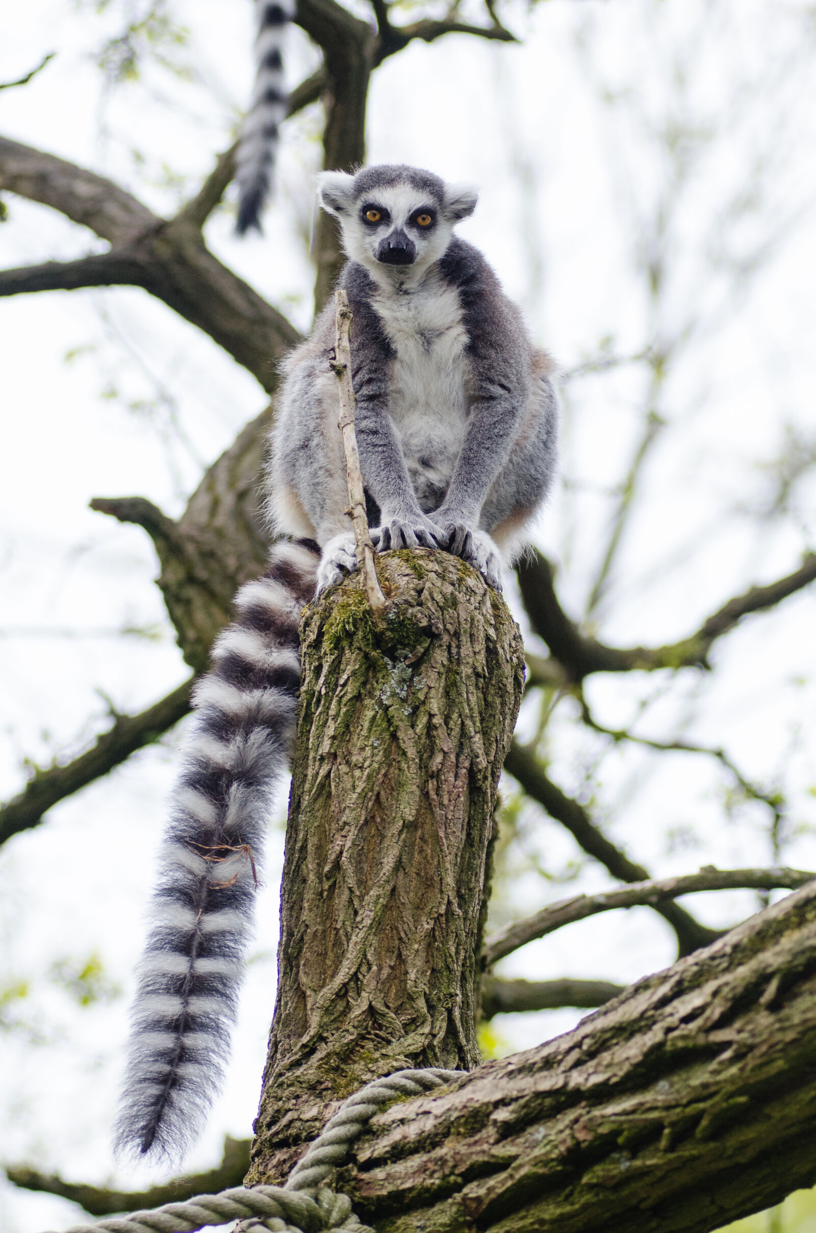 AF Zoom-Nikkor 80-200mm f/2.8 ED sample photo