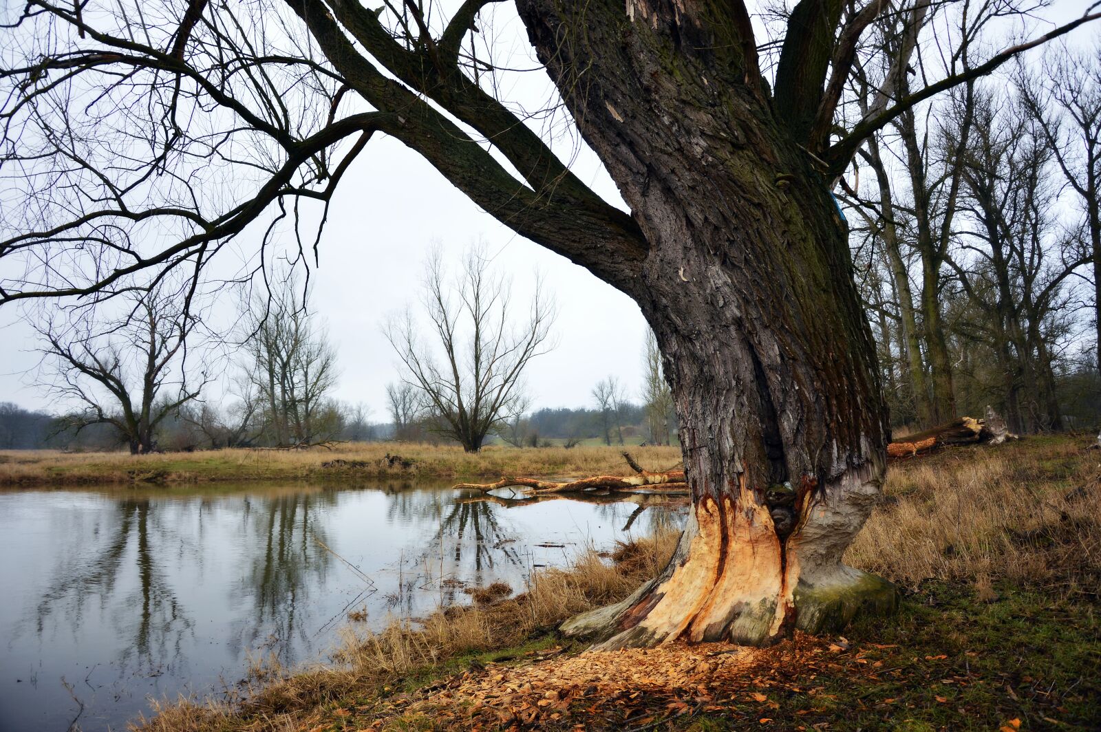 Nikon D3200 sample photo. Tree, beaver eating, damage photography