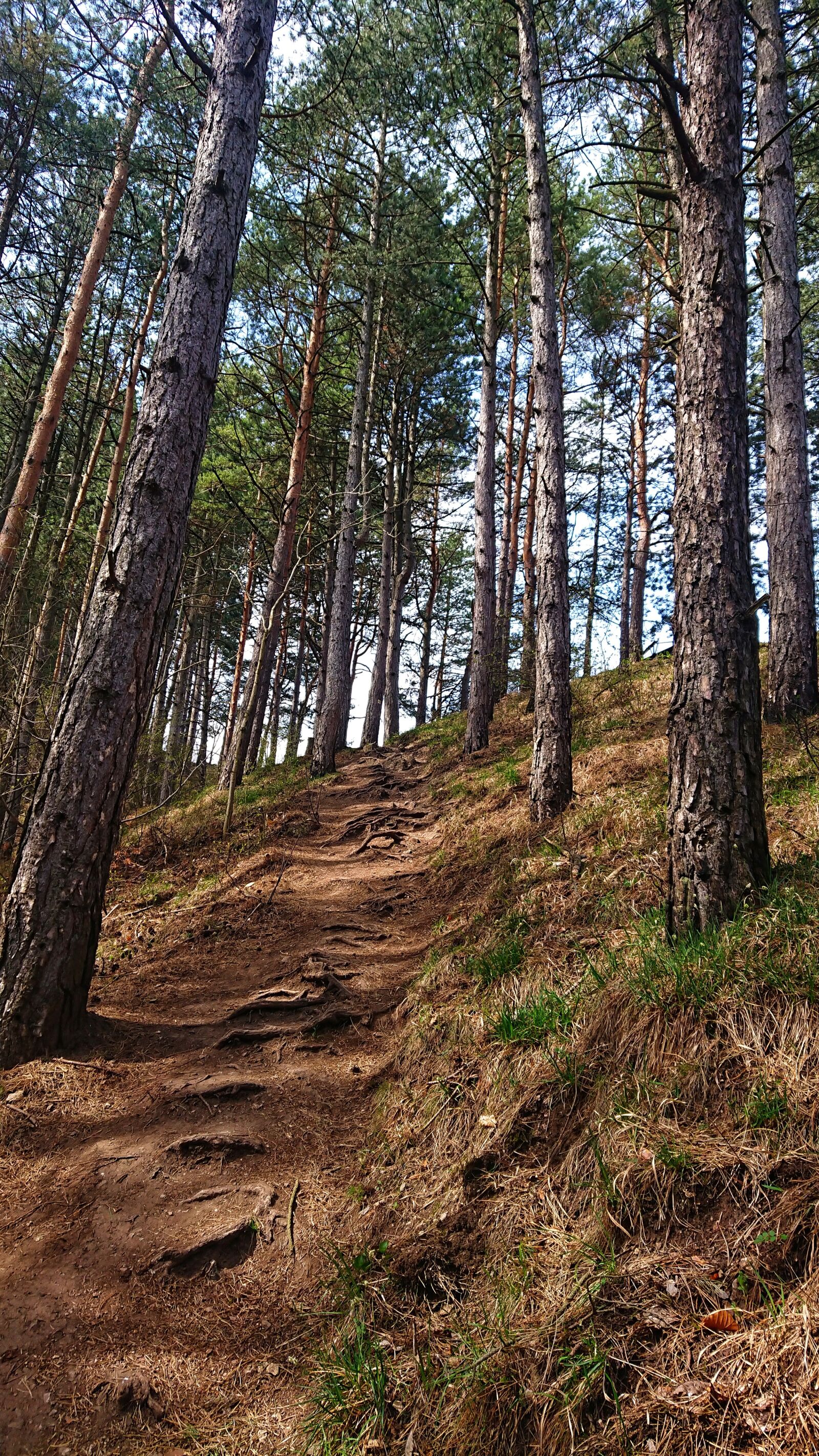 Sony Xperia XZ Premium sample photo. Path, forest, walkway photography