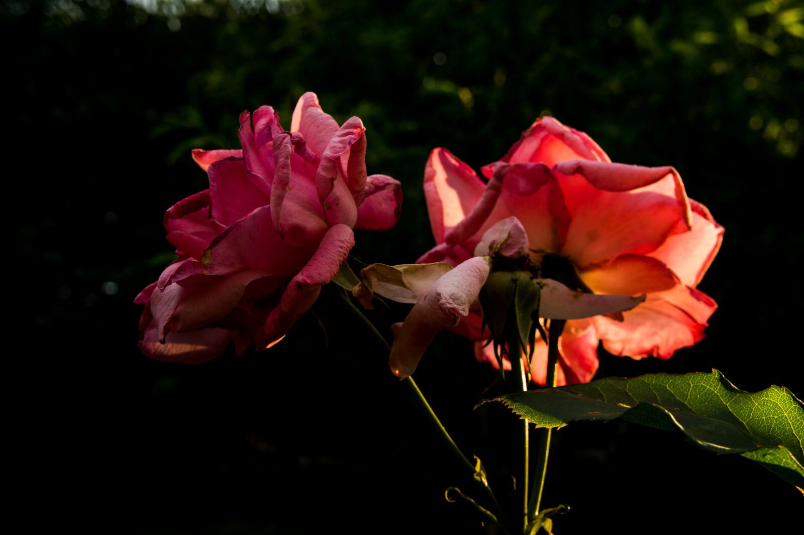 Sony Alpha NEX-3 + Sony E 18-55mm F3.5-5.6 OSS sample photo. Pink, roses, garden photography