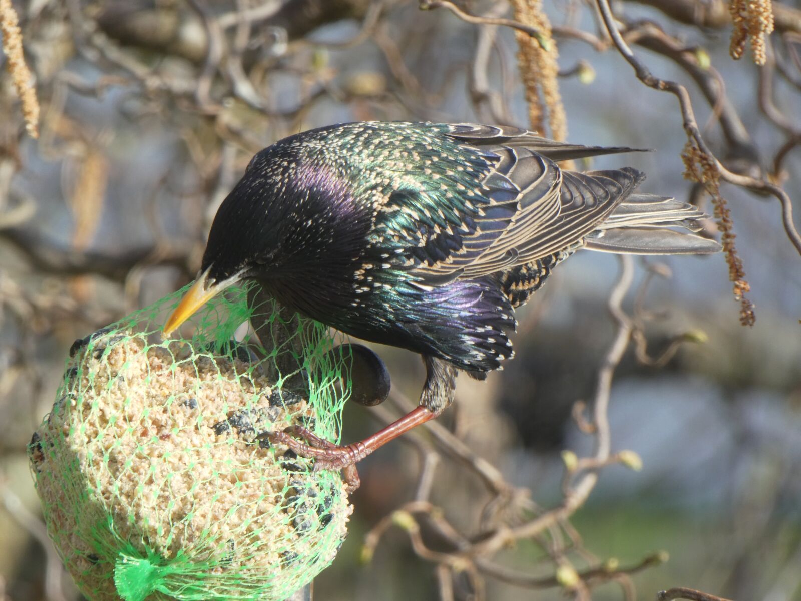 Panasonic DMC-TZ81 sample photo. Star, bird, spring photography