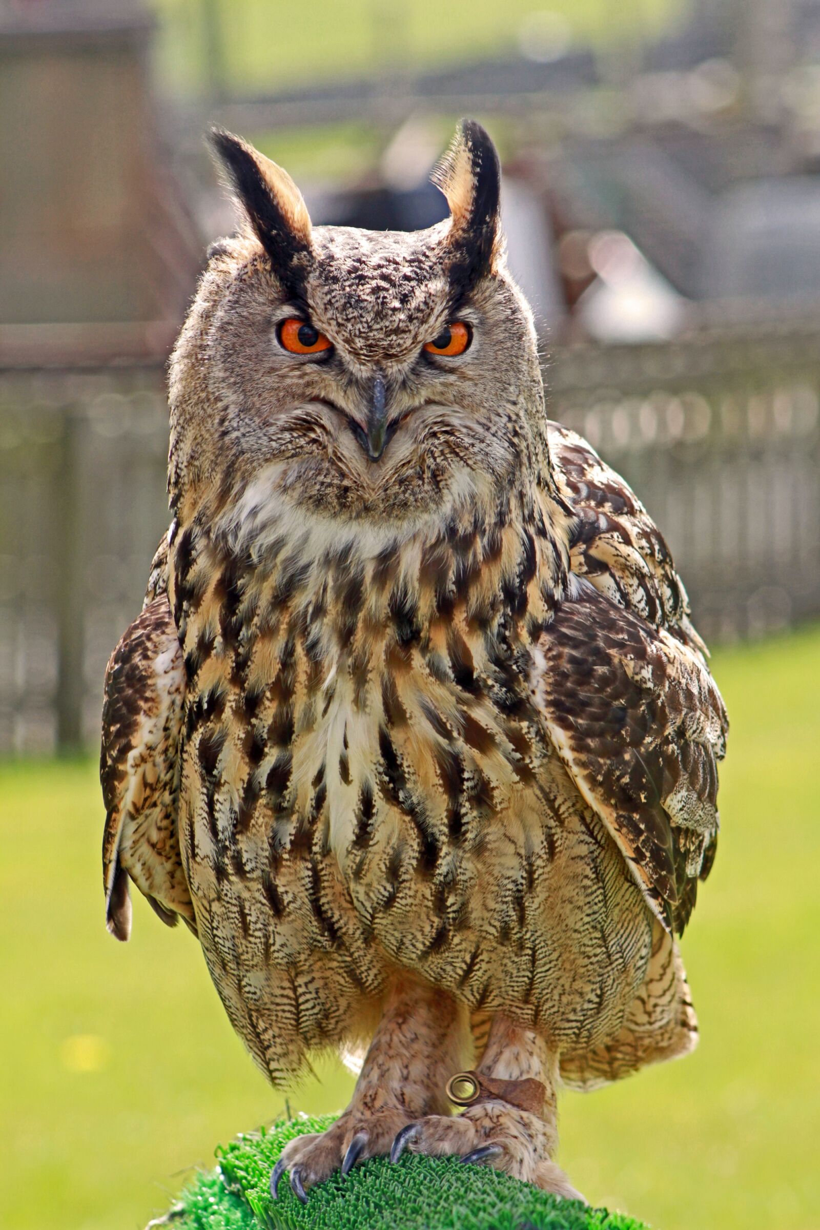 Canon EOS 7D sample photo. Eagle owl, owl, bird photography