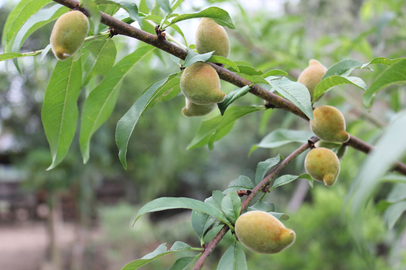 Canon EOS 550D (EOS Rebel T2i / EOS Kiss X4) sample photo. Peaches, tree, nature, fruit photography