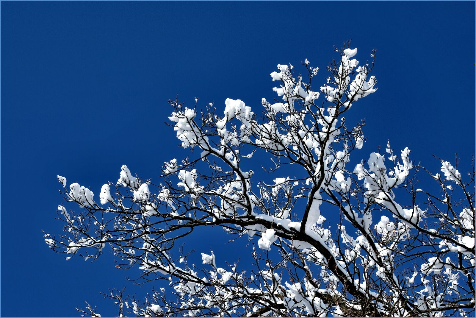Fujifilm XC 50-230mm F4.5-6.7 OIS sample photo. Winter, snow, nature photography