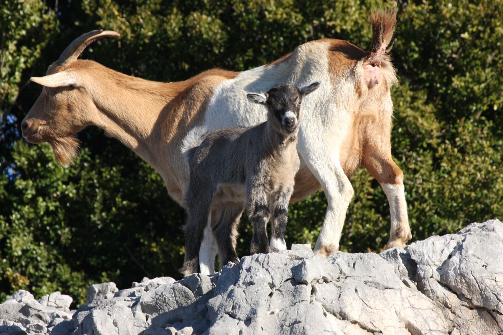 Canon EOS 40D sample photo. Biquette, verdon, nature photography