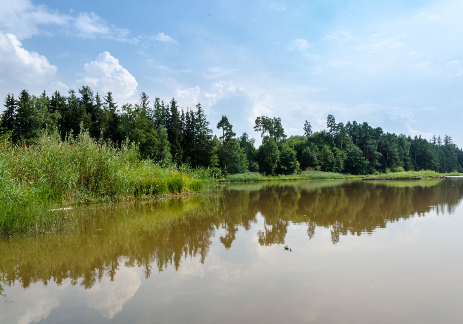 Nikon D5100 sample photo. Forest, bavaria, trees photography