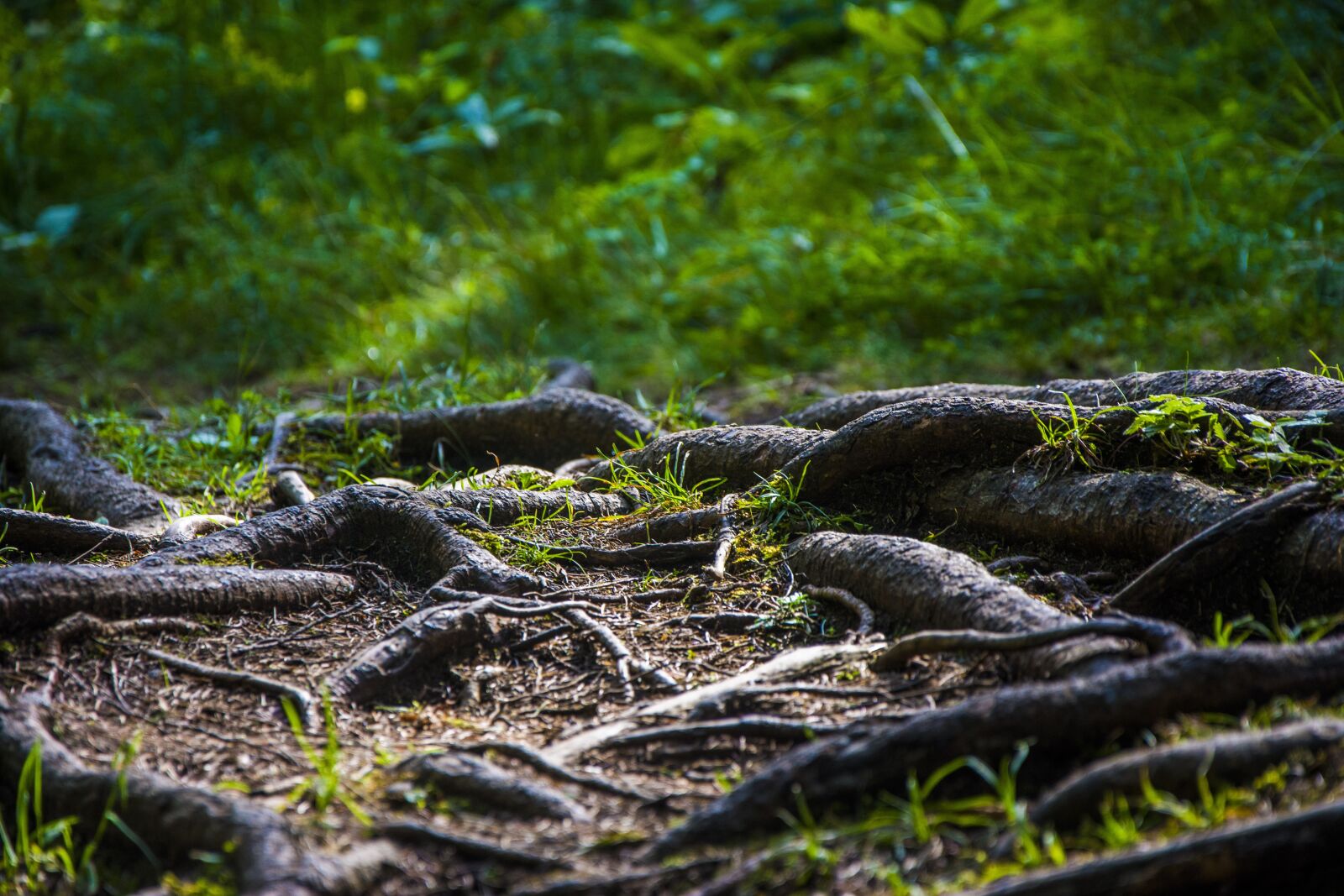 Nikon D7200 sample photo. Roots, nature, path photography