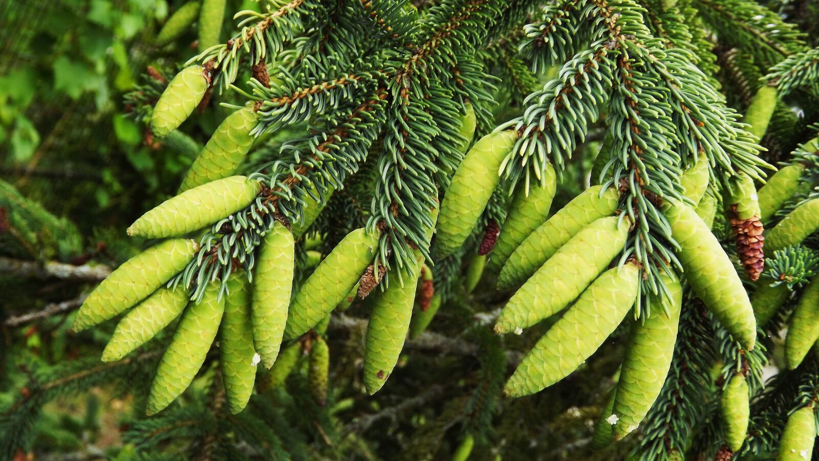 Fujifilm FinePix S3400 sample photo. Flora, needle, larch needles photography