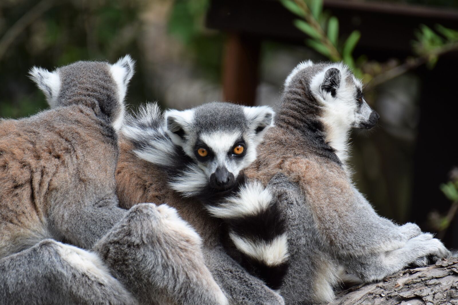 Nikon D5300 sample photo. Animal, zoo, nature photography