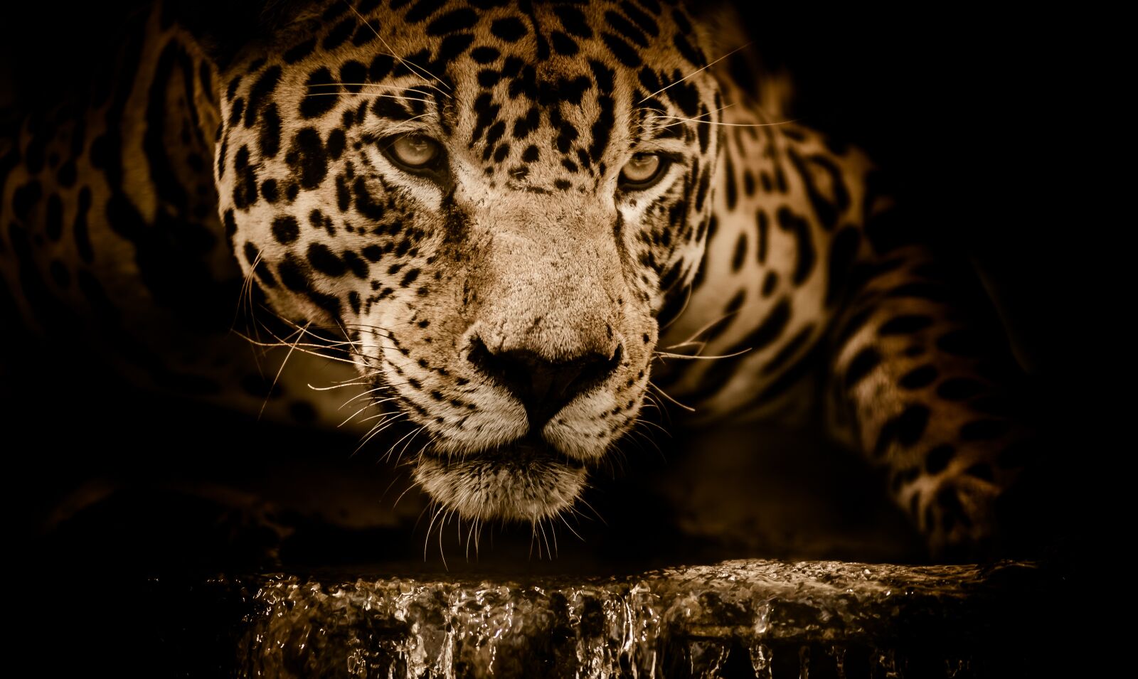 Nikon D7000 sample photo. Jaguar, wildcat, carnivore photography