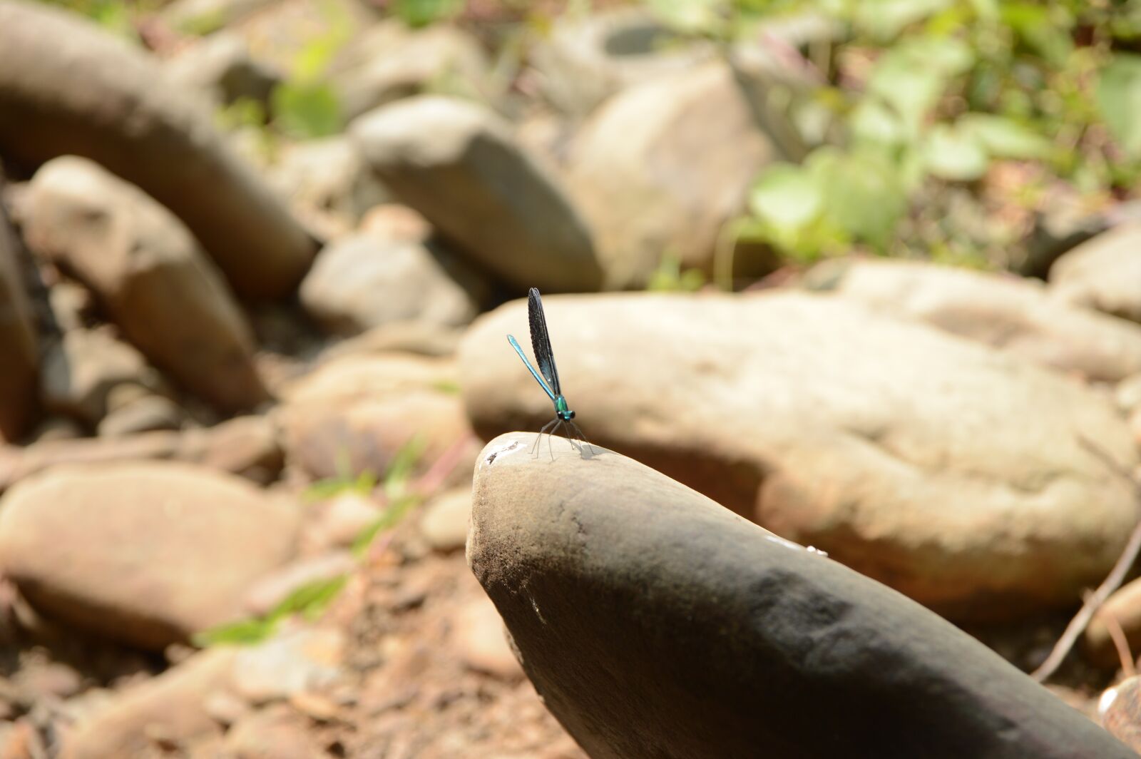 Nikon D3200 sample photo. Dragonfly, nature, insect photography