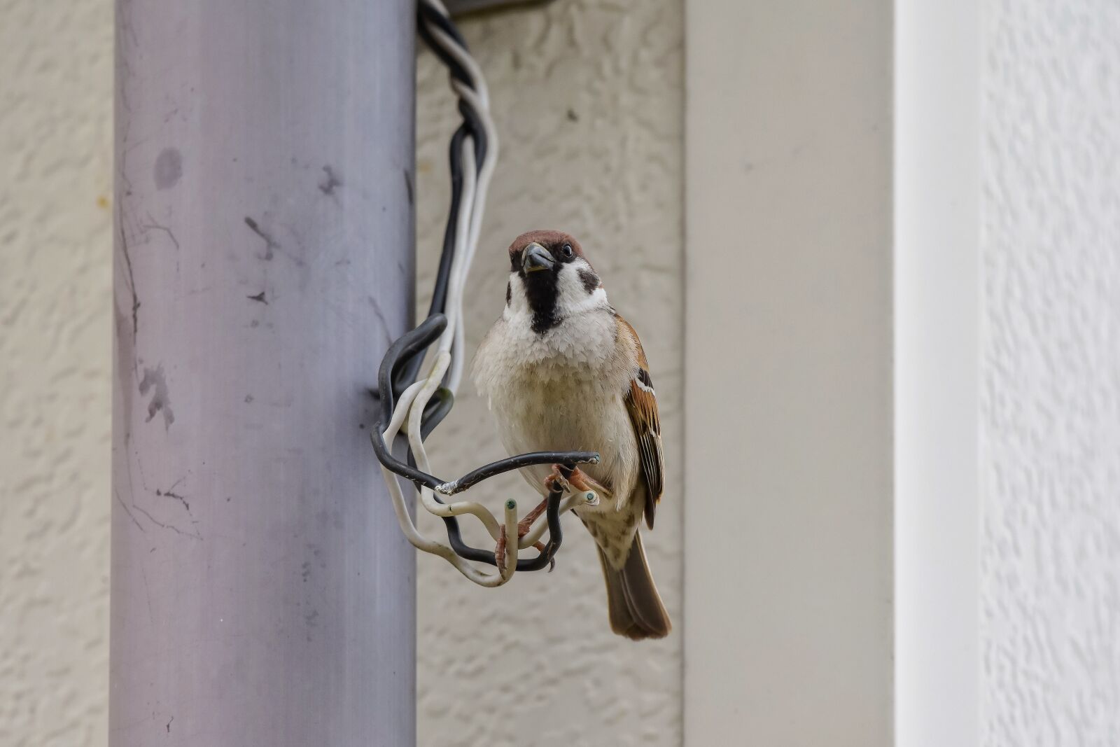 Nikon D7200 sample photo. Animal, pipe, electric cable photography