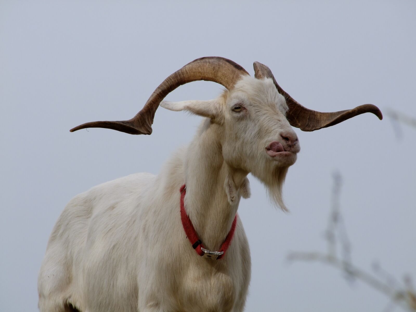 Fujifilm FinePix S100fs sample photo. Billy goat, goat, pasture photography