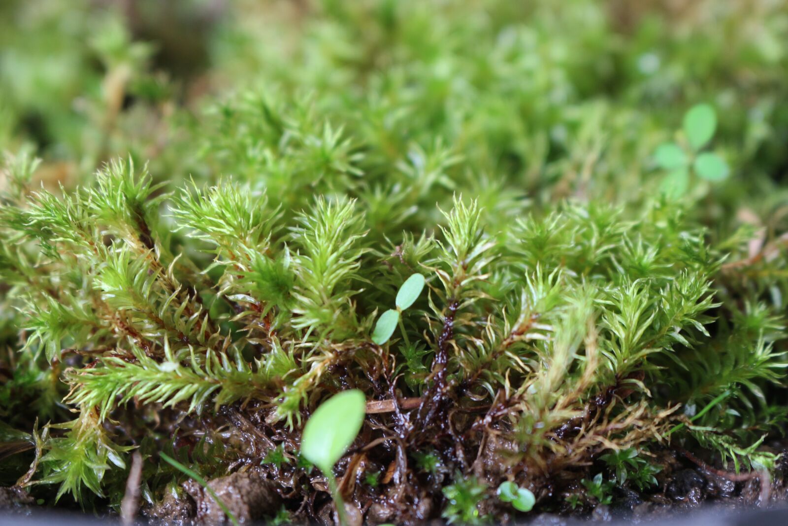 Canon EOS 700D (EOS Rebel T5i / EOS Kiss X7i) sample photo. Natural, green, moss photography