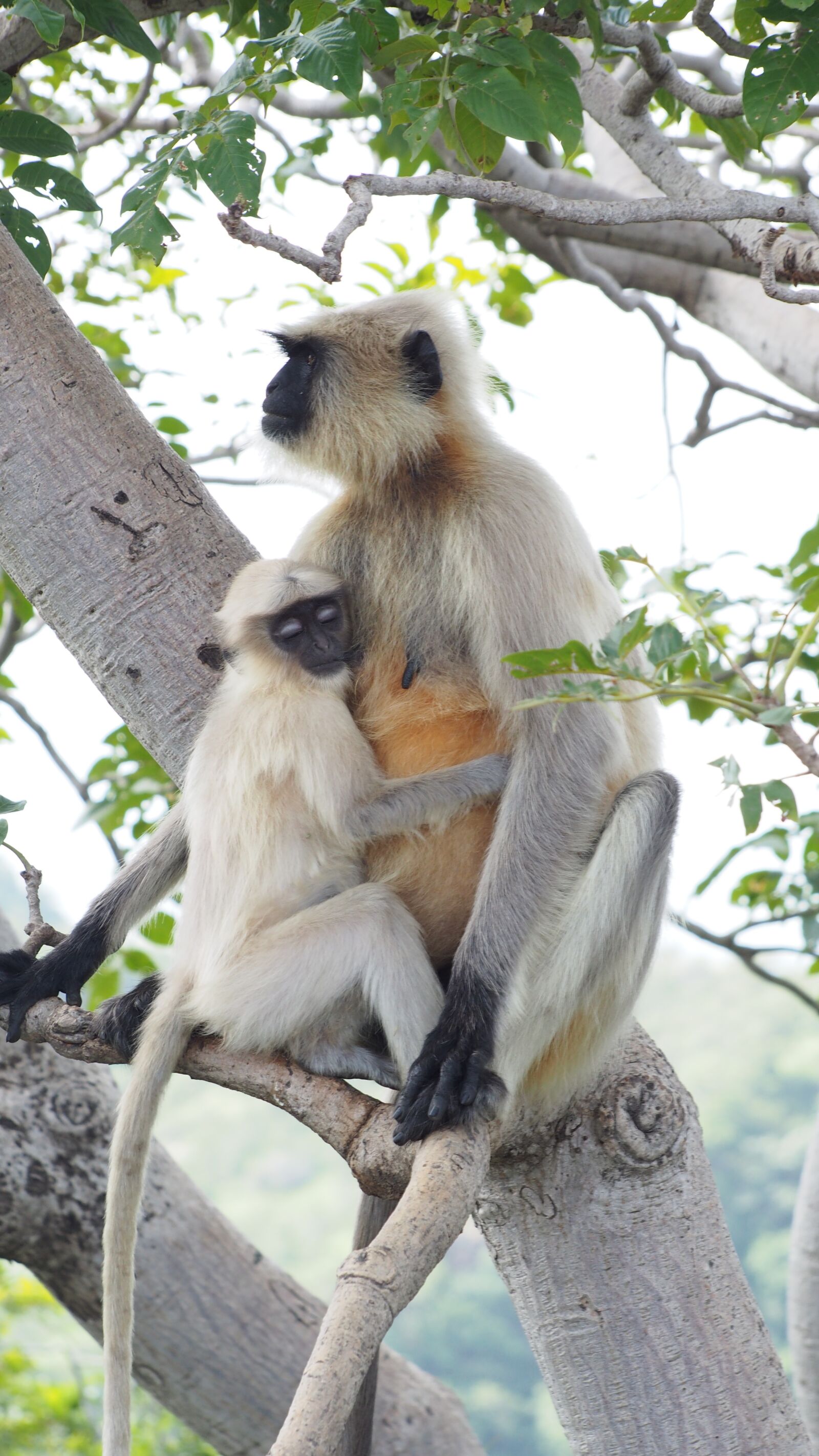 Olympus PEN E-PM2 sample photo. Monkey, mother monkey, baby photography