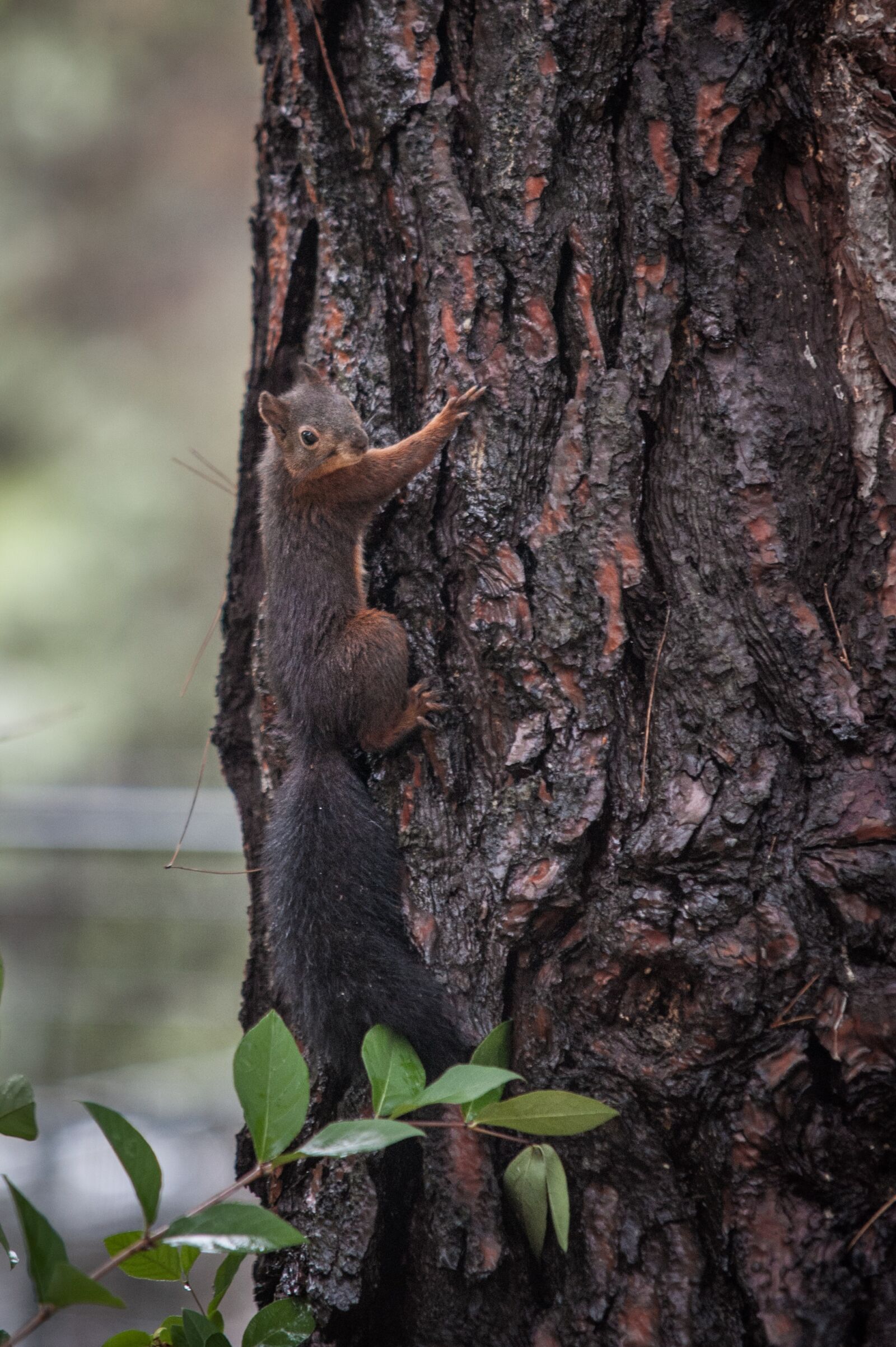 Nikon D700 sample photo. Squirrel, forest, nature photography