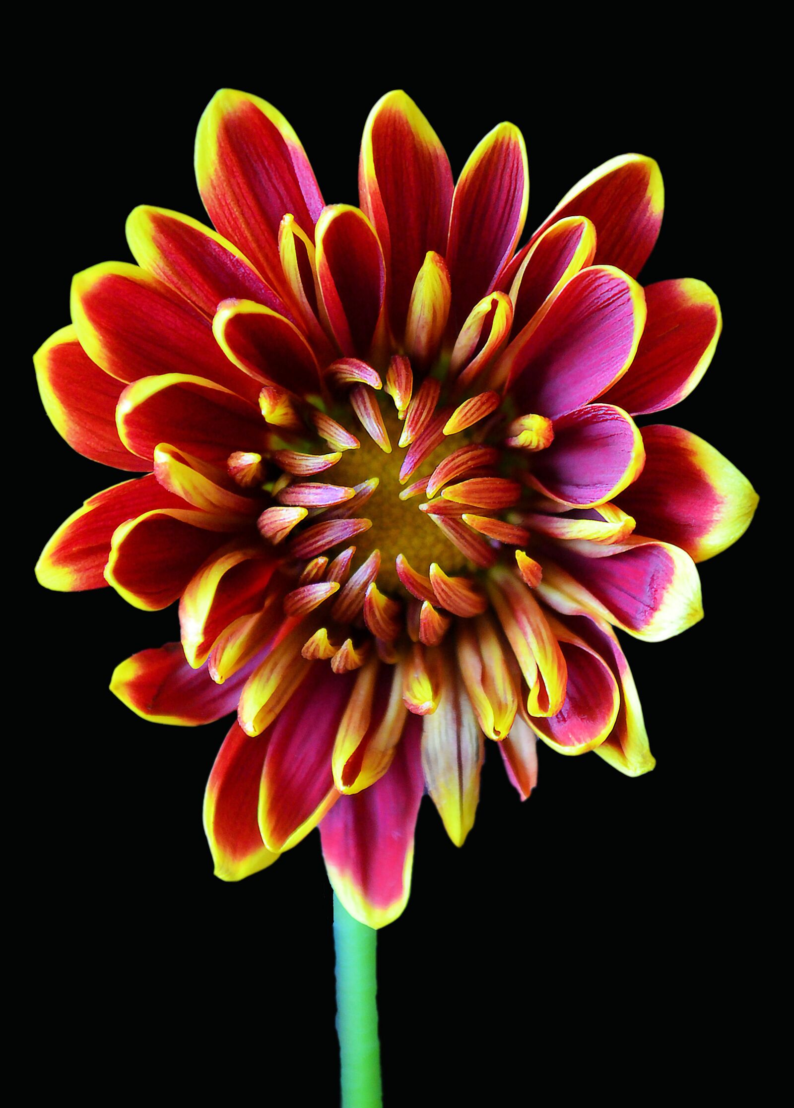Nikon D5100 sample photo. Chrysanthemum, red, yellow photography