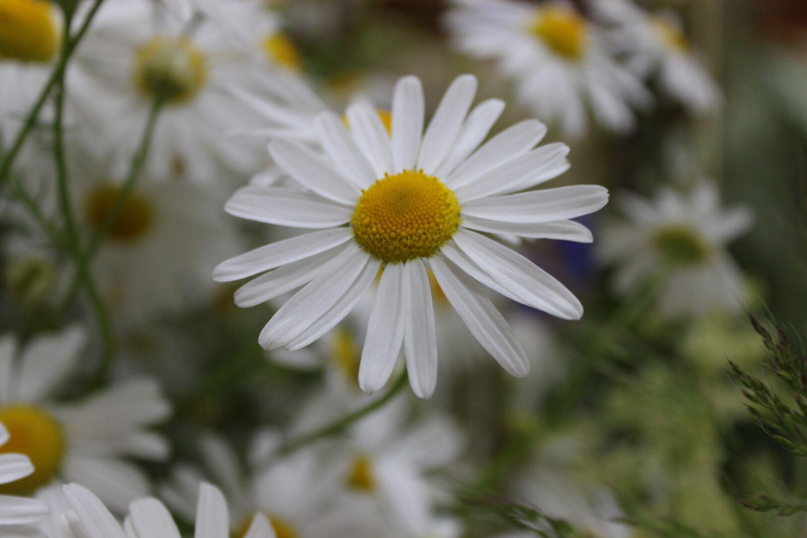 Canon EOS 600D (Rebel EOS T3i / EOS Kiss X5) sample photo. Flowers, meadow, spring photography