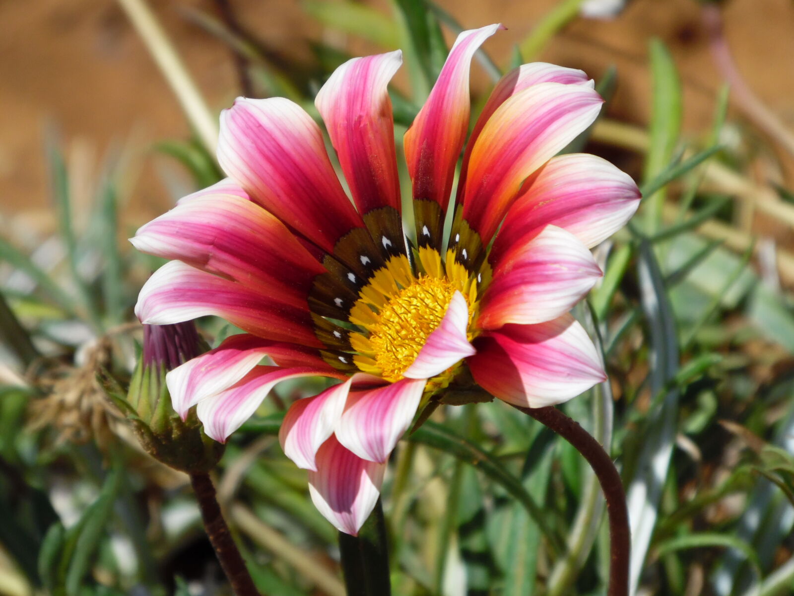 Samsung WB1100F/WB1101F/WB1102F sample photo